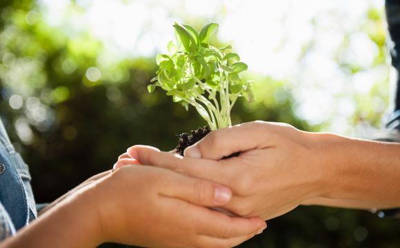 Cropped image of mother giving seedling to daughter in backyard